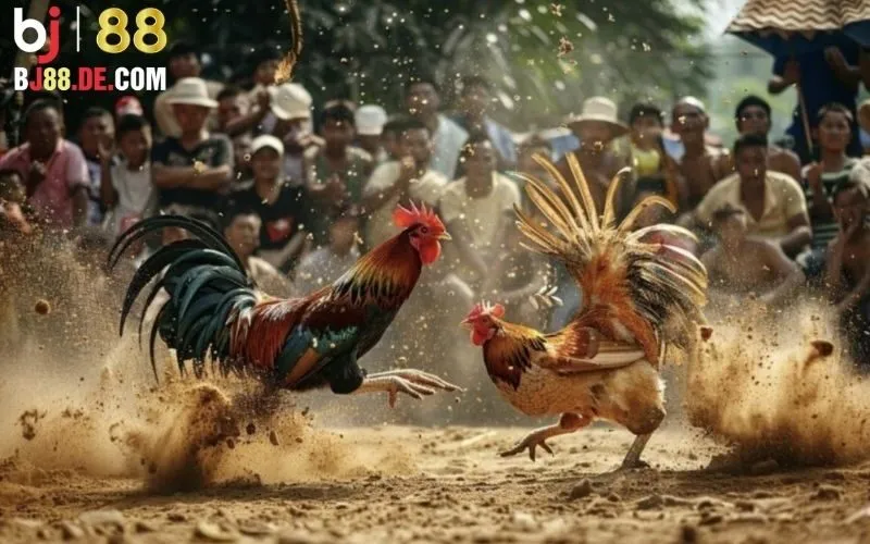 Đá Gà 888: Sân Chơi Uy Tín Hàng Đầu Cho Người Yêu Gà 3 Đá gà 888