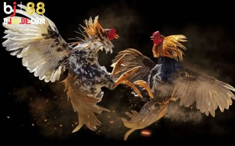 Đá Gà 888: Sân Chơi Uy Tín Hàng Đầu Cho Người Yêu Gà 2 Lợi ích khi tham gia Đá gà 888