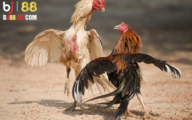 Đá Gà Cựa Dao: Bí Ẩn Đằng Sau Những Trận Đá Gà Cựa Dao 2 Đá gà cựa dao