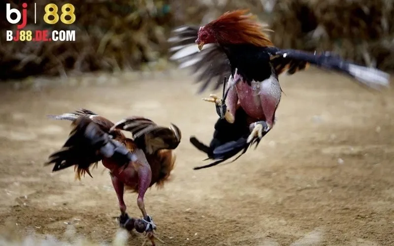 Đá Gà Cựa Dao: Bí Ẩn Đằng Sau Những Trận Đá Gà Cựa Dao 3 Đá gà cựa dao