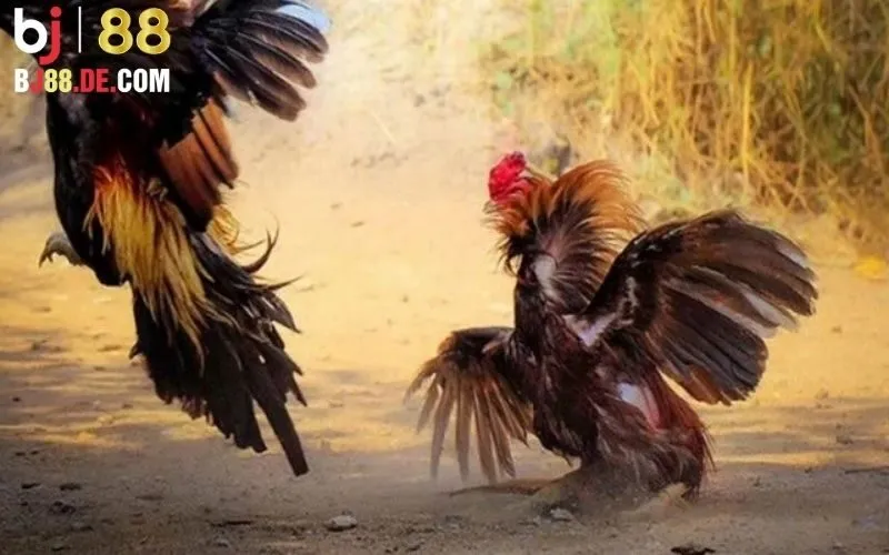Đá Gà Thomo: Khám Phá Sân Chơi Hấp Dẫn Tại Bj88 2 Đá gà Thomo