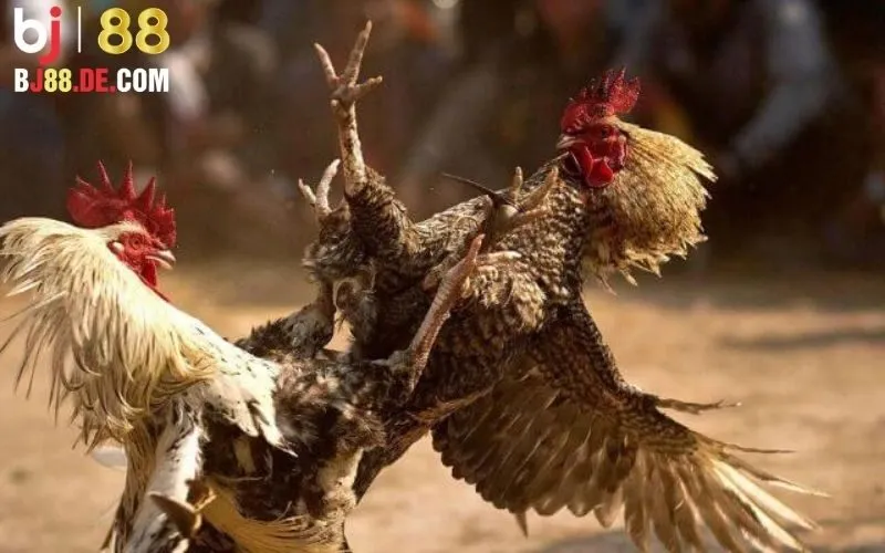 Đá Gà Thomo: Khám Phá Sân Chơi Hấp Dẫn Tại Bj88 5 Hướng dẫn tham gia cá cược đá gà Thomo trên Bj88